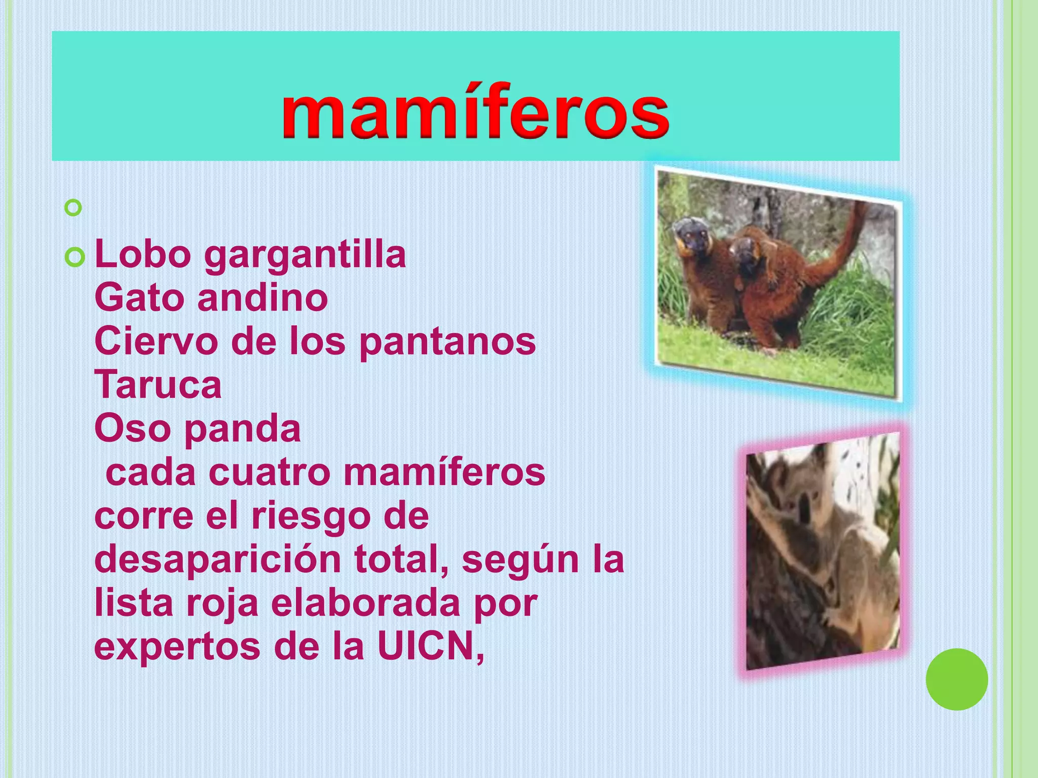mamíferos

 Lobo gargantilla
Gato andino
Ciervo de los pantanos
Taruca
Oso panda
cada cuatro mamíferos
corre el riesgo de
desaparición total, según la
lista roja elaborada por
expertos de la UICN,
 