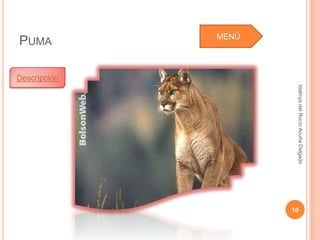 Idalmys del Rocío Acuña Delgado
                                                        10
MENÚ




        Descripción
 PUMA
 