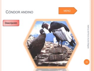Idalmys del Rocío Acuña Delgado
                                                                 11
MENÚ
 CÓNDOR ANDINO

                 Descripción
 