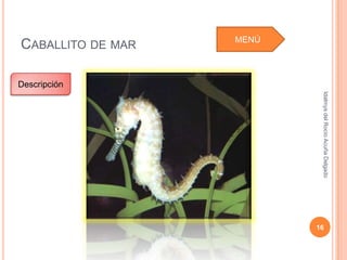 MENÚ
CABALLITO DE MAR

Descripción




                           Idalmys del Rocío Acuña Delgado
                          16
 