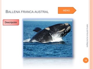 MENÚ
BALLENA FRANCA AUSTRAL

Descripción




                                 Idalmys del Rocío Acuña Delgado
                                18
 