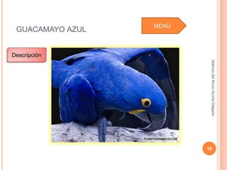 MENÚ
 GUACAMAYO AZUL


Descripción




                          Idalmys del Rocío Acuña Delgado
                         19
 