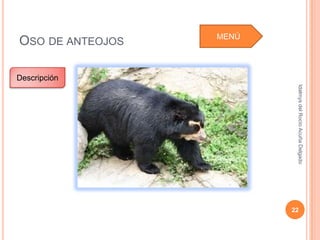 MENÚ
OSO DE ANTEOJOS

Descripción




                          Idalmys del Rocío Acuña Delgado
                         22
 