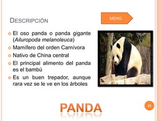 MENÚ
DESCRIPCIÓN
 El oso panda o panda gigante
  (Ailuropoda melanoleuca)




                                             Idalmys del Rocío Acuña Delgado
 Mamífero del orden Carnívora

 Nativo de China central

 El principal alimento del panda
  es el bambú
 Es un buen trepador, aunque
  rara vez se le ve en los árboles


                                            23
 