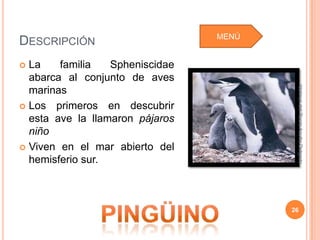 MENÚ
DESCRIPCIÓN
 La    familia   Spheniscidae
  abarca al conjunto de aves




                                         Idalmys del Rocío Acuña Delgado
  marinas
 Los primeros en descubrir
  esta ave la llamaron pájaros
  niño
 Viven en el mar abierto del
  hemisferio sur.



                                        26
 