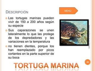MENÚ
DESCRIPCIÓN
 Las tortugas marinas pueden
  vivir de 150 a 200 años según
  su especie




                                              Idalmys del Rocío Acuña Delgado
 Sus    caparazones se unen
  lateralmente lo que las protege
  de los depredadores y las
  variaciones en la temperatura
 no tienen dientes, porque los
  han reemplazado por picos
  cortantes en la parte superior de
  su boca
                                             29
 