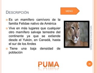MENÚ
DESCRIPCIÓN
 Es un mamífero carnívoro de la
  familia Felidae nativo de América




                                                Idalmys del Rocío Acuña Delgado
 Vive en más lugares que cualquier
  otro mamífero salvaje terrestre del
  continente ya que se extiende
  desde el Yukón, en Canadá, hasta
  el sur de los Andes
 Tiene    una baja densidad de
  población


                                               30
 