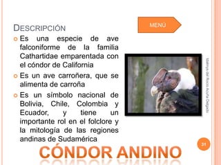 MENÚ
DESCRIPCIÓN
 Es una especie de ave
  falconiforme de la familia
  Cathartidae emparentada con




                                            Idalmys del Rocío Acuña Delgado
  el cóndor de California
 Es un ave carroñera, que se
  alimenta de carroña
 Es un símbolo nacional de
  Bolivia, Chile, Colombia y
  Ecuador,     y     tiene     un
  importante rol en el folclore y
  la mitología de las regiones
  andinas de Sudamérica
                                           31
 