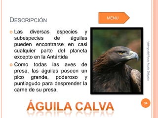 MENÚ
DESCRIPCIÓN
 Las diversas especies y
  subespecies      de     águilas




                                            Idalmys del Rocío Acuña Delgado
  pueden encontrarse en casi
  cualquier parte del planeta
  excepto en la Antártida
 Como    todas las aves de
  presa, las águilas poseen un
  pico grande, poderoso y
  puntiagudo para desprender la
  carne de su presa.

                                           34
 