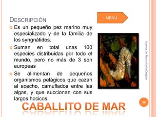 MENÚ
DESCRIPCIÓN
 Es un pequeño pez marino muy
  especializado y de la familia de
  los syngnátidos.




                                              Idalmys del Rocío Acuña Delgado
 Suman     en total unas 100
  especies distribuidas por todo el
  mundo, pero no más de 3 son
  europeas
 Se    alimentan de pequeños
  organismos pelágicos que cazan
  al acecho, camuflados entre las
  algas, y que succionan con sus
  largos hocicos.
                                             36
 