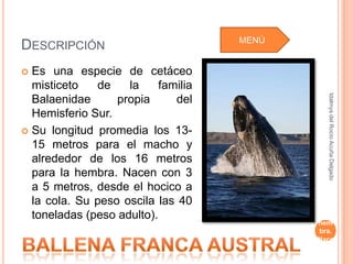 Su
                                     MENÚ
DESCRIPCIÓN                                 longi
                                             tud
                                             pro
                                            medi
 Es una especie de cetáceo                 a los
  misticeto   de    la     familia            13-
                                               15




                                               Idalmys del Rocío Acuña Delgado
  Balaenidae      propia      del           metr
                                              os
  Hemisferio Sur.                           para
                                               el
 Su longitud promedia los 13-               mac
                                             ho y
  15 metros para el macho y                 alred
  alrededor de los 16 metros                edor
                                              de
  para la hembra. Nacen con 3                 los
                                               16
  a 5 metros, desde el hocico a             metr
                                              os
  la cola. Su peso oscila las 40            para
  toneladas (peso adulto).                     la
                                             hem
                                             bra.
                                            Nace
                                               n
                                             con
 