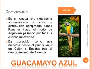 MENÚ
DESCRIPCIÓN
 Es un guacamayo netamente
  sudamericano: su área de




                                           Idalmys del Rocío Acuña Delgado
  distribución comprende desde
  Panamá hasta el norte de
  Argentina pasando por toda la
  cuenca amazónica
 Es     conocido   como     ave
  mascota desde el primer viaje
  de Colón a España tras el
  descubrimiento de América.

                                          39
 