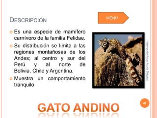 MENÚ
DESCRIPCIÓN
 Es una especie de mamífero
  carnívoro de la familia Felidae.




                                             Idalmys del Rocío Acuña Delgado
 Su distribución se limita a las
  regiones montañosas de los
  Andes; al centro y sur del
  Perú     y     al   norte     de
  Bolivia, Chile y Argentina.
 Muestra un comportamiento
  tranquilo


                                            41
 