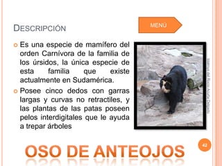 MENÚ
DESCRIPCIÓN
 Es una especie de mamífero del
  orden Carnívora de la familia de




                                               Idalmys del Rocío Acuña Delgado
  los úrsidos, la única especie de
  esta     familia    que     existe
  actualmente en Sudamérica.
 Posee cinco dedos con garras
  largas y curvas no retractiles, y
  las plantas de las patas poseen
  pelos interdigitales que le ayuda
  a trepar árboles

                                              42
 