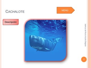 Idalmys del Rocío Acuña Delgado
                                                             7
MENÚ
 CACHALOTE

             Descripción
 