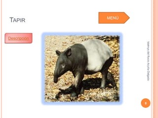 Idalmys del Rocío Acuña Delgado
                                                         8
MENÚ




         Descripción
 TAPIR
 