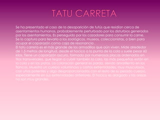 Se ha presentado el caso de la desaparición de tutús que residían cerca de
asentamientos humanos, probablemente perturbado por los disturbios generados
por los asentamientos. Es perseguido por los cazadores para consumir la carne.
Se lo captura para llevarlo a los zoológicos, museos, coleccionistas, o bien para
ocupar el caparazón como caja de resonancia .
El tatú carreta es el más grande de los armadillos que aún viven. Mide alrededor
de 1,5 metros de longitud, desde el hocico a la punta de la cola y suele pesar 60
kilos. Tiene un caparazón oscuro, formado por numerosas placas ordenadas en
filas transversales, que llegan a cubrir también la cola, las más pequeñas están en
la cola y en las patas. La coloración general es parda. siendo amarillento en los
flancos. Muestra un cuerpo voluminoso y cortas extremidades, muy musculosas,
con uñas potentes y algo desproporcionadas con el resto de su pesado cuerpo,
especialmente en sus extremidades anteriores. El hocico es alargado y las orejas
no son muy grandes.
 