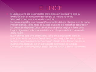    El Lince es uno de los animales protegidos en la caza ya que su
    extinción con el transcurso del tiempo se ha ido notando
    Vive en los bosques y zonas de montaña.
    Su pelaje muestra una coloración variable; del gris al rojizo, con la parte
    inferior blanca. Tiene todo el cuerpo cubierto de manchas oscuras; en
    las orejas se disponen unos penachos de pelos negros y tiene unos
    largos bigotes a ambos lados del hocico, la punta de la cola es de
    color negro.
    Es un animal que vive en solitario, salvo en la época de celo; es
    principalmente nocturno. Se alimenta de conejos, liebres y aves; su
    técnica de caza es el acecho con un rápido salto. Tienen de dos a
    cuatro crías después de un período de gestación de 63 días.
    Construyen sus madrigueras en los árboles, rocas ó en los matorrales
 