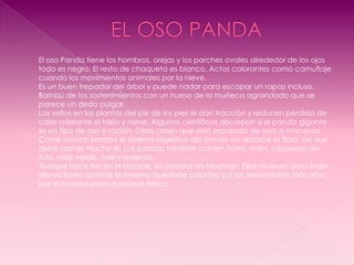 El oso Panda tiene los hombros, orejas y los parches ovales alrededor de los ojos
todo es negro. El resto de chaqueta es blanco. Actos colorantes como camuflaje
cuando los movimientos animales por la nieve.
Es un buen trepador del árbol y puede nadar para escapar un rapaz incluso.
Bambú de los sostenimientos con un hueso de la muñeca agrandado que se
parece un dedo pulgar.
Los vellos en las plantas del pie de los pies le dan tracción y reducen pérdida de
calor adelante el hielo y nieve. Algunos científicos discrepan si el panda gigante
es un tipo de oso o ración. Otros creen que está separado de osos o maconos.
Come mucho bambú el sistema digestivo del panda no absorbe la fibra, así que
debe comer mucho él. Los pandas también comen flores, vides, céspedes del
tute, maíz verde, miel y rodenas.
Aunque hace frío en el bosque, los pandas no hibernan. Ellos mueven para bajar
elevaciones durante el invierno quedarse caluroso y a las elevaciones más altas
por el invierno para quedarse fresco.
 