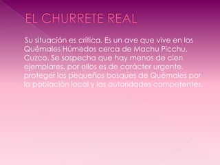 Su situación es crítica. Es un ave que vive en los
Quémales Húmedos cerca de Machu Picchu,
Cuzco. Se sospecha que hay menos de cien
ejemplares, por ellos es de carácter urgente,
proteger los pequeños bosques de Quémales por
la población local y las autoridades competentes.
 