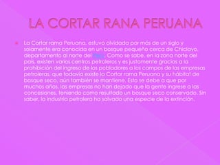    La Cortar rama Peruana, estuvo olvidada por más de un siglo y
    solamente era conocida en un bosque pequeño cerca de Chiclayo,
    departamento al norte del Perú. Como se sabe, en la zona norte del
    país, existen varios centros petroleros y es justamente gracias a la
    prohibición del ingreso de los pobladores a los campos de las empresas
    petroleras, que todavía existe la Cortar rama Peruana y su hábitat de
    bosque seco, aún también se mantiene. Esto se debe a que por
    muchos años, las empresas no han dejado que la gente ingrese a las
    concesiones, teniendo como resultado un bosque seco conservado. Sin
    saber, la industria petrolera ha salvado una especie de la extinción.
 