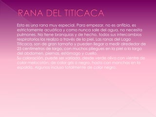 Esta es una rana muy especial. Para empezar, no es anfibia, es
estrictamente acuática y como nunca sale del agua, no necesita
pulmones. No tiene branquias y de hecho, todos sus intercambios
respiratorios los realiza a través de la piel. Las ranas del Lago
Titicaca, son de gran tamaño y pueden llegar a medir alrededor de
25 centímetros de largo, con muchos pliegues en la piel a lo largo
del abdomen, piernas, estómago y cuello.
Su coloración, puede ser variada, desde verde oliva con vientre de
color melocotón, de color gris a negro, hasta con manchas en la
espalda. Algunas incluso totalmente de color negro.
 