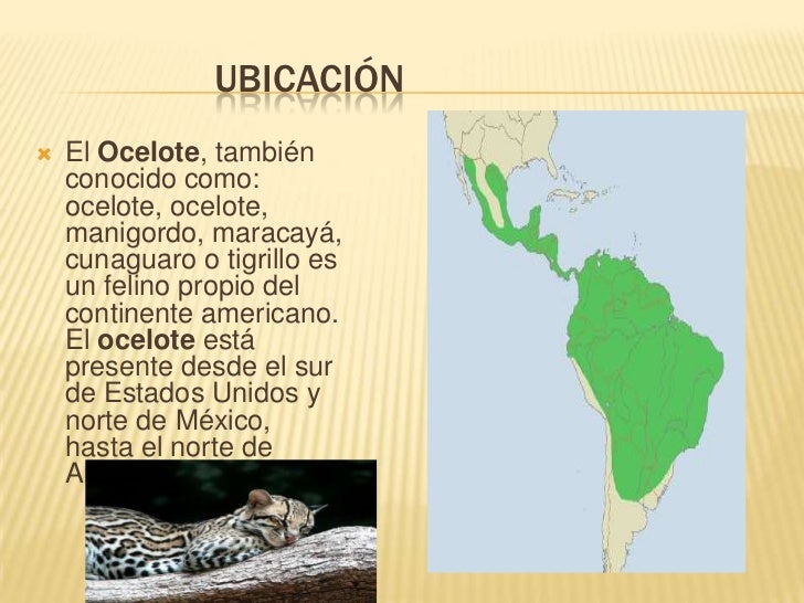 Animales en extincion Ocelote