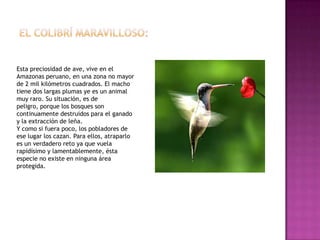 Esta preciosidad de ave, vive en el
Amazonas peruano, en una zona no mayor
de 2 mil kilómetros cuadrados. El macho
tiene dos largas plumas ye es un animal
muy raro. Su situación, es de
peligro, porque los bosques son
continuamente destruidos para el ganado
y la extracción de leña.
Y como si fuera poco, los pobladores de
ese lugar los cazan. Para ellos, atraparlo
es un verdadero reto ya que vuela
rapidísimo y lamentablemente, ésta
especie no existe en ninguna área
protegida.
 