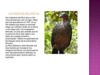 Ave originaria del Perú que no fué
vista durante por casi un siglo, hasta
que fué descubierta en 1977. Es un
ave esbelta que posee un plumaje
negro con reflejos verdes en el dorso
y una larga cola, con la garganta
desnuda, un pico gris azulado que en
la punta se torna más negro y sus
patas son rosadas tirando a
anaranjadas. Habita en quebradas de
los bosques secos de la Costa Norte
Peruana.
La Pava Aliblanca, está librando una
dura batalla por recuperar sus
antiguos territorios y el hecho que se
esté reproduciendo en libertad, es
una primera gran victoria sobre su
extinción.
 