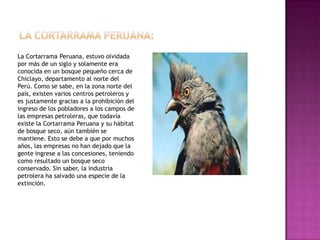 La Cortarrama Peruana, estuvo olvidada
por más de un siglo y solamente era
conocida en un bosque pequeño cerca de
Chiclayo, departamento al norte del
Perú. Como se sabe, en la zona norte del
país, existen varios centros petroleros y
es justamente gracias a la prohibición del
ingreso de los pobladores a los campos de
las empresas petroleras, que todavía
existe la Cortarrama Peruana y su hábitat
de bosque seco, aún también se
mantiene. Esto se debe a que por muchos
años, las empresas no han dejado que la
gente ingrese a las concesiones, teniendo
como resultado un bosque seco
conservado. Sin saber, la industria
petrolera ha salvado una especie de la
extinción.
 