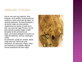 Esta es una rana muy especial. Para
empezar, no es anfibia, es estrictamente
acuática y como nunca sale del agua, no
necesita pulmones. No tiene branquias y
de hecho, todos sus intercambios
respiratorios los realiza a través de la
piel. Las ranas del Lago Titicaca, son de
gran tamaño y pueden llegar a medir
alrededor de 25 centímetros de
largo, con muchos pliegues en la piel a lo
largo del abdomen, piernas, estómago y
cuello.
Su coloración, puede ser variada, desde
verde oliva con vientre de color
melocotón, de color gris a negro, hasta
con manchas en la espalda. Algunas
incluso totalmente de color negro.
 