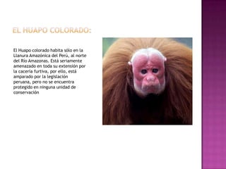 El Huapo colorado habita sólo en la
Llanura Amazónica del Perú, al norte
del Río Amazonas. Está seriamente
amenazado en toda su extensión por
la cacería furtiva, por ello, está
amparado por la legislación
peruana, pero no se encuentra
protegido en ninguna unidad de
conservación
 