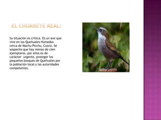 Su situación es crítica. Es un ave que
vive en los Queñuales Húmedos
cerca de Machu Picchu, Cuzco. Se
sospecha que hay menos de cien
ejemplares, por ellos es de
carácter urgente, proteger los
pequeños bosques de Queñuales por
la población local y las autoridades
competentes.
 
