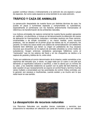 pueden contribuir directa o indirectamente a la extinción de una especie o grupo
de especies. Así como cada especie es única también lo es cada extinción.
TRÁFICO Y CAZA DE ANIMALES
La persecución despiadada de nuestra fauna por distintas técnicas de caza, ha
puesto en jaque a numerosas especies y comprometido su subsistencia,
especialmente al combinarse con los factores anteriormente mencionados al
referirnos a la transformación de los ambientes naturales.
Los motivos principales de captura comercial de nuestra fauna pueden agruparse
en: pelíferos y/o plumíferos, e incluye en tal denominación la obtención de cueros
de aplicación en marroquinería; mascotas o animales cautivos con fines canoros,
ornamentales o de simple curiosidad y, en menor medida, como recursos
proteicos. Así se desatan en el primer grupo los lobitos de río, el carpincho, los
yacarés. En todos los casos existe una cadena de comercialización con eslabones
bastante bien definidos que tienen su origen en pobladores de muy escasos
recursos que encuentran en la captura de animales silvestres su único medio de
subsistencia. Surgen entonces verdaderos personajes folklóricos como el
“mariscador” que en los esteros del Iberá y en los chaqueños se dedica a la
captura de yacarés y lobitos de río, entre otros
Todos son eslabones al común denominador de la miseria y están sometidos a los
caprichos del mercado que, a veces, no paga nada por un cuero o una piel que
demandó un significativo esfuerzo o sacrificio, o bien lo abona por un mínimo de
su valor, y los restantes eslabones se quedan con la parte del león.Además, es
este cazador el que necesariamente se expone al control fiscal y termina muchas
veces multado o encarcelado por las autoridades de control. Estos controles, por
lo general, son escasos e insuficientes, cuando existen y es mucho aún lo que
resta hacer en ese sentido.
La desaparición de recursos naturales
Los Recursos Naturales son aquellos bienes materiales y servicios que
proporciona la naturaleza sin alteración por parte del hombre y que son valiosos
 