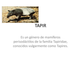 TAPIR
Es un género de mamíferos
perisodáctilos de la familia Tapiridae,
conocidos vulgarmente como Tapires.

 