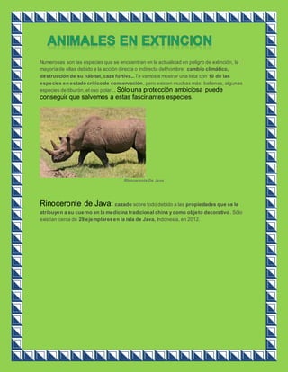 Numerosas son las especies que se encuentran en la actualidad en peligro de extinción, la 
mayoría de ellas debido a la acción directa o indirecta del hombre: cambio climático, 
destrucción de su hábitat, caza furtiva...Te vamos a mostrar una lista con 10 de las 
especies en estado crítico de conservación, pero existen muchas más: ballenas, algunas 
especies de tiburón, el oso polar... Sólo una protección ambiciosa puede 
conseguir que salvemos a estas fascinantes especies. 
RInoceronte De Java 
Rinoceronte de Java: cazado sobre todo debido a las propiedades que se le 
atribuyen a su cuerno en la medicina tradicional china y como objeto decorativo. Sólo 
existían cerca de 29 ejemplares en la isla de Java, Indonesia, en 2012. 
 