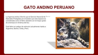 GATO ANDINO PERUANO
La Agencia andina informó que el Servicio Nacional de Áreas
Naturales Protegidas por el estado que esta especie es
considerada como el felino silvestre con el mayor grado
de amenaza en América del Sur.
Este felino en peligro de extinción actualmente habita en
Argentina, Bolivia, Chile y Perú.
 
