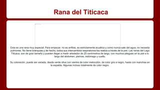 Rana del Titicaca
Esta es una rana muy especial. Para empezar, no es anfibia, es estrictamente acuática y como nunca sale del agua, no necesita
pulmones. No tiene branquias y de hecho, todos sus intercambios respiratorios los realiza a través de la piel. Las ranas del Lago
Titicaca, son de gran tamaño y pueden llegar a medir alrededor de 25 centímetros de largo, con muchos pliegues en la piel a lo
largo del abdomen, piernas, estómago y cuello.
Su coloración, puede ser variada, desde verde oliva con vientre de color melocotón, de color gris a negro, hasta con manchas en
la espalda. Algunas incluso totalmente de color negro.
 