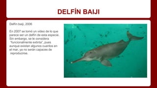 DELFÍN BAIJI
Delfín baiji, 2006
En 2007 se tomó un video de lo que
parece ser un delfín de esta especie.
Sin embargo, se le considera
“funcionalmente extinta”, pues
aunque existan algunos cuantos en
el mar, ya no serán capaces de
reproducirse.
 