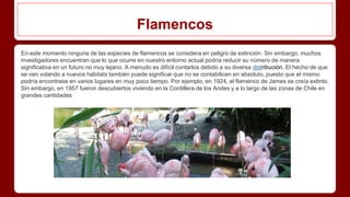 Flamencos
En este momento ninguna de las especies de flamencos se considera en peligro de extinción. Sin embargo, muchos
investigadores encuentran que lo que ocurre en nuestro entorno actual podría reducir su número de manera
significativa en un futuro no muy lejano. A menudo es difícil contarlos debido a su diversa distribución. El hecho de que
se van volando a nuevos hábitats también puede significar que no se contabilicen en absoluto, puesto que el mismo
podría encontrase en varios lugares en muy poco tiempo. Por ejemplo, en 1924, el flamenco de James se creía extinto.
Sin embargo, en 1957 fueron descubiertos viviendo en la Cordillera de los Andes y a lo largo de las zonas de Chile en
grandes cantidades
 