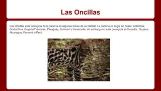 Las Oncillas
Las Oncillas esta protegida de la cacería en algunas zonas de su hábitat. La cacería es ilegal en Brasil, Colombia,
Costa Rica, Guyana Francesa, Paraguay, Surinam y Venezuela; sin embargo no esta protegida en Ecuador, Guyana,
Nicaragua, Panamá o Perú.
 