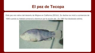 El pez de Tecopa
Este pez era nativo del desierto de Mojave en California (EEUU). Su declive se inició a comienzos de
1940 cuando su hábitat comenzó a disminuir por la acción del . En 1981 fue declarado extinto.
 