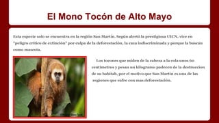 El Mono Tocón de Alto Mayo
Esta especie solo se encuentra en la región San Martín. Según alertó la prestigiosa UICN, vive en
"peligro crítico de extinción" por culpa de la deforestación, la caza indiscriminada y porque la buscan
como mascota.
Los tocones que miden de la cabeza a la cola unos 60
centimetros y pesan un kilogramo padecen de la destruccion
de su habitab, por el motivo que San Martín es una de las
regiones que sufre con mas deforestación.
 