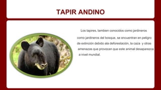TAPIR ANDINO
Los tapires, tambien conocidos como jardineros
como jardineros del bosque, se encuentran en peligro
de extinción debido ala deforestación, la caza y otras
amenazas que provocan que este animal desaparezca
a nivel mundial.
 