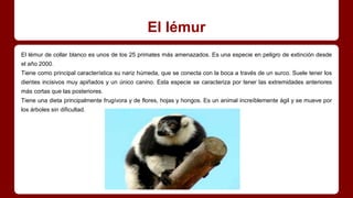 El lémur
El lémur de collar blanco es unos de los 25 primates más amenazados. Es una especie en peligro de extinción desde
el año 2000.
Tiene como principal característica su nariz húmeda, que se conecta con la boca a través de un surco. Suele tener los
dientes incisivos muy apiñados y un único canino. Esta especie se caracteriza por tener las extremidades anteriores
más cortas que las posteriores.
Tiene una dieta principalmente frugívora y de flores, hojas y hongos. Es un animal increíblemente ágil y se mueve por
los árboles sin dificultad.
 