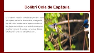 Colibrí Cola de Espátula
Es una de las aves más hermosas del planeta. Y según
los expertos, es una de las más raras. Su larga cola,
con solo cuatro plumas, dos de ellas adornadas con
dos discos azul-violáceos en la punta, le presentan un
desafío al momento de cortejar a la hembra. Solo se
le halla en los territorios del río Utcubamba.
 