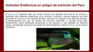 Animales Endémicos en peligro de extinción del Perú
El Perú es el segundo país con mayor número de especies de aves en el mundo y
contando sólo especies endémicas, es el primero. Inclusive, nuevas especies han sido
descritas en el Perú en los últimos 30 años, más que en cualquier otro país del mundo,,
la desproporción con que se utilizan los recursos naturales, y muchas otras más.
Actualmente, están afectando seriamente a las especies y sus hábitats en América
Latina, considerada cuna del nacimiento de varias especies y donde el Perú, no ha sido la
excepción.
 
