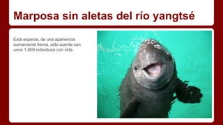 Marposa sin aletas del río yangtsé
Esta especie, de una apariencia
sumamente tierna, sólo cuenta con
unos 1,800 individuos con vida.
 