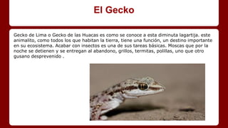 El Gecko
Gecko de Lima o Gecko de las Huacas es como se conoce a esta diminuta lagartija. este
animalito, como todos los que habitan la tierra, tiene una función, un destino importante
en su ecosistema. Acabar con insectos es una de sus tareas básicas. Moscas que por la
noche se detienen y se entregan al abandono, grillos, termitas, polillas, uno que otro
gusano desprevenido .
 