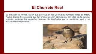 El Churrete Real
Su situación es crítica. Es un ave que vive en los Queñuales Húmedos cerca de Machu
Picchu, Cuzco. Se sospecha que hay menos de cien ejemplares, por ellos es de carácter
urgente, proteger los pequeños bosques de Queñuales por la población local y las
autoridades competentes.
 